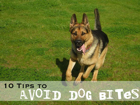 10 Tips to Avoid Dog Bites