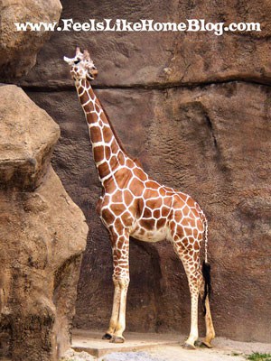 Giraffe at the Philadelphia Zoo