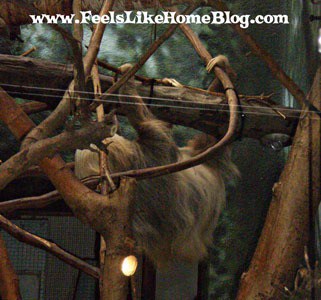 Sloth at the zoo