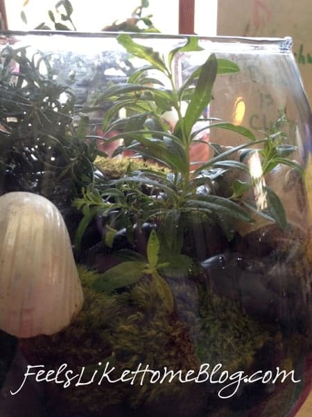 how to make an inexpensive terrarium