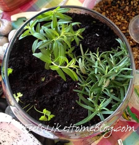 how to make a terrarium - plant the herbs