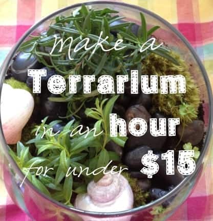 Build your own Herbology terrarium