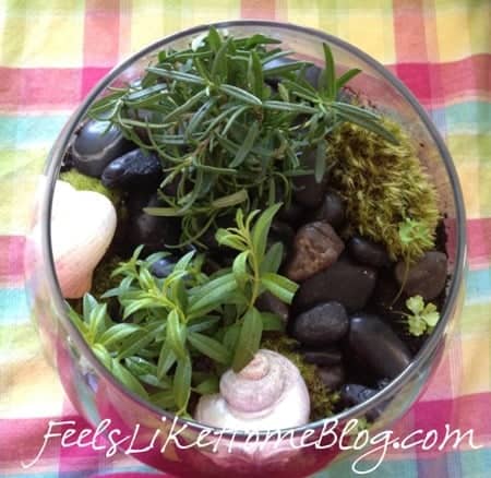 terrarium with seasheels