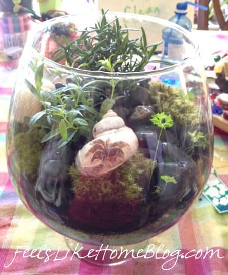 how to make an inexpensive terrarium