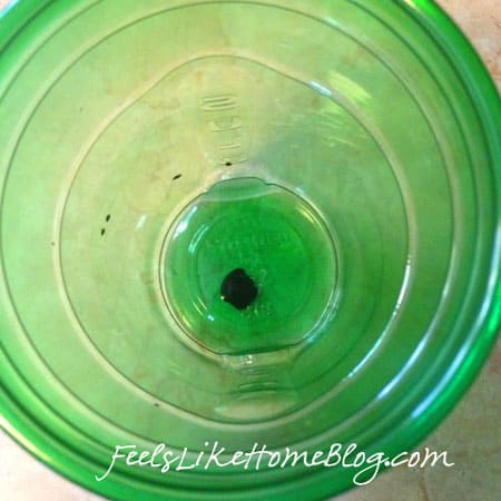 A green plastic cup with a dot of green food coloring in it