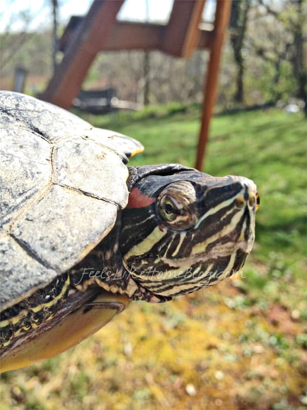 my turtle while we were melting beads