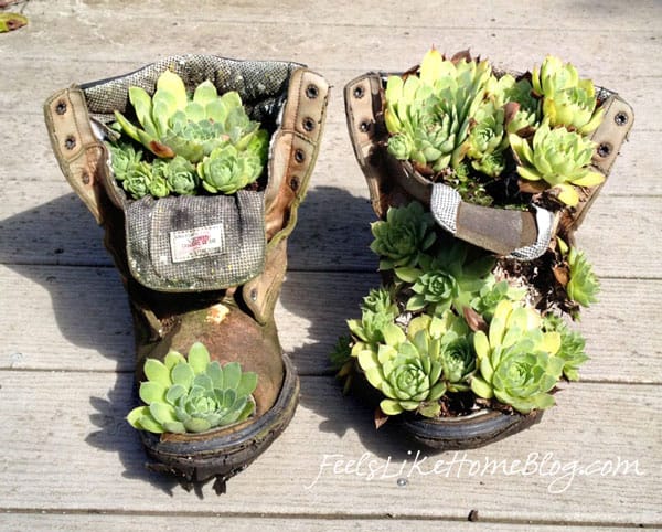 how to plant hens and chicks in boots