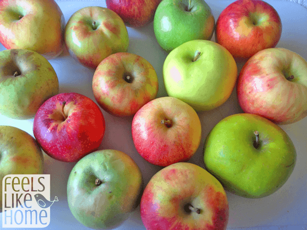 A bunch of different kinds of apples