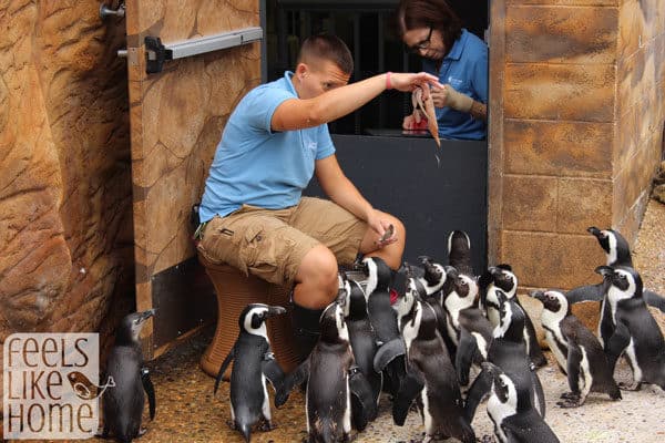 Adventure Aquarium review - penguin feeding