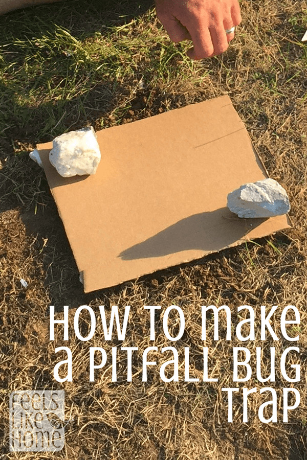 a piece of cardboard on the grass with the title "how to make a pitfall bug trap"