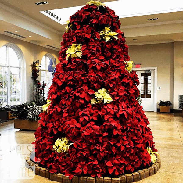 hershey-conservatory-butterfly-house-pointsettia-tree