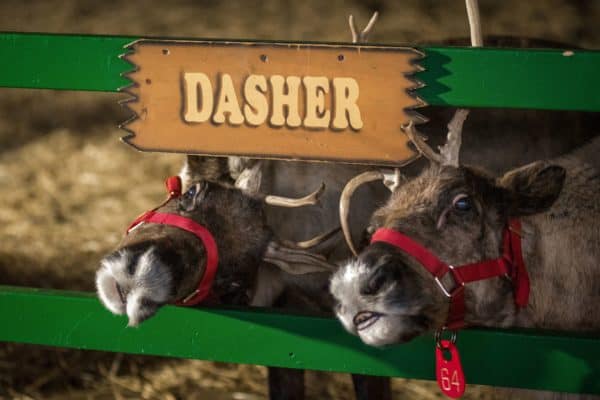 hersheypark-christmas-candylane-reindeer