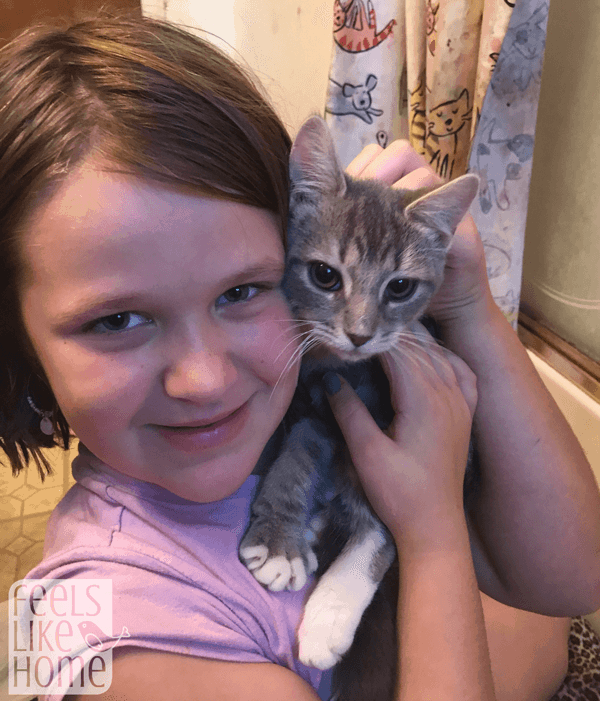 A kitten sitting on top of a little girl posing for a picture