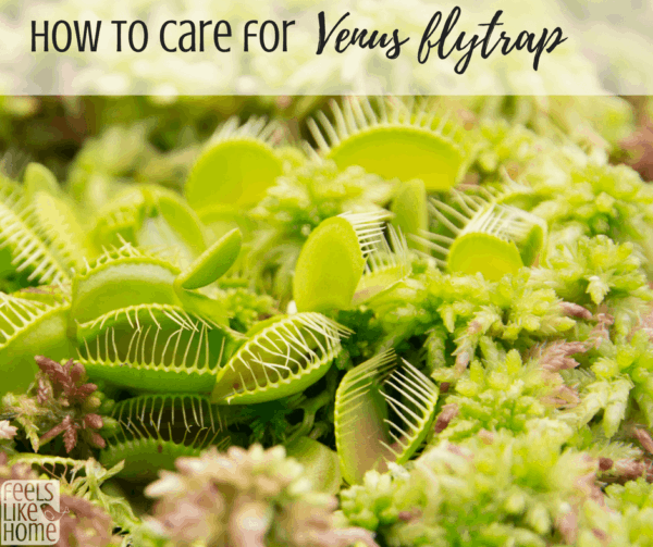 A close up of a Venus Fly Trap with the title \"How to care for Venus flytrap\"