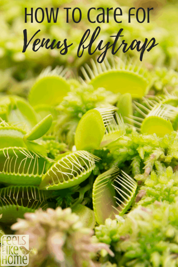 A close up of a Venus Fly Trap with the title \"How to care for Venus flytrap\"