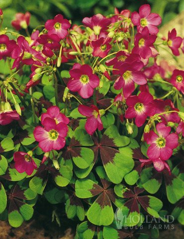 oxalis plant with pink flowers