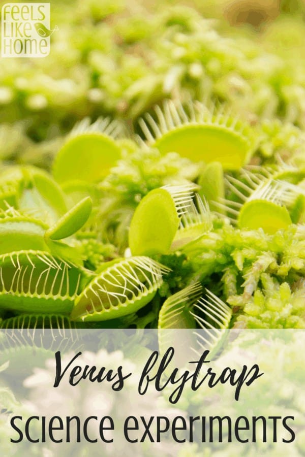 A close up of a Venus Fly Trap with the title \"Venus flytrap science experiments\"